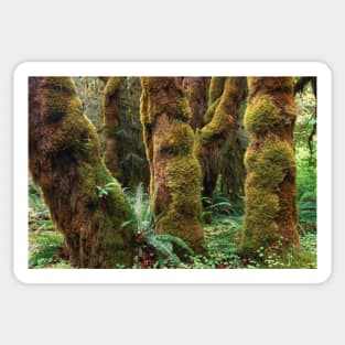 Mossy Big Leaf Maples Hoh Rainforest Olympic National Park Sticker